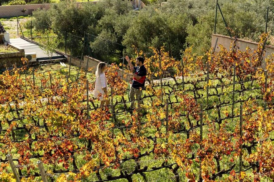 Malaga: Organic Vineyard Tour with 6 Wines, Tapas & Transfer - What the tour gets right, and where it falls short