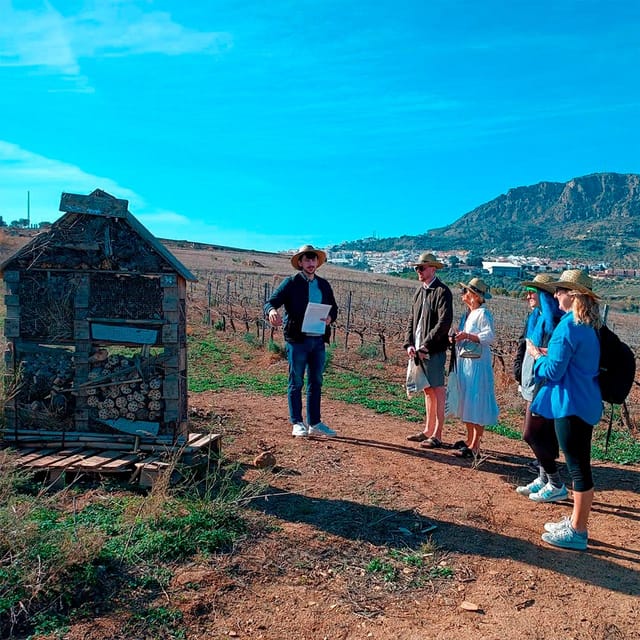 Malaga: White Village, Vineyard, and Wine Tasting Wine Tour - What makes this Álora outing worth your time