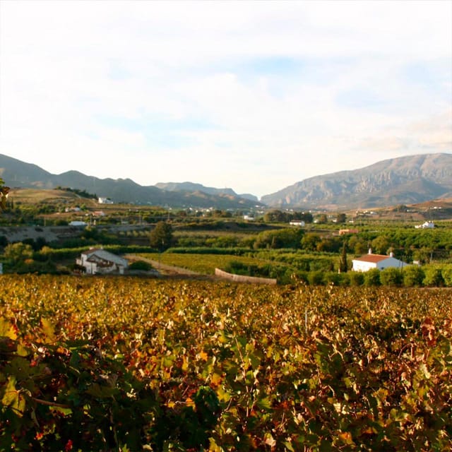 Malaga: White Village, Vineyard, and Wine Tasting Wine Tour - Leaving the Costa del Sol for Álora