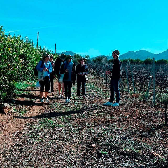 Malaga: White Village, Vineyard, and Wine Tasting Wine Tour - The 40-minute countryside stop
