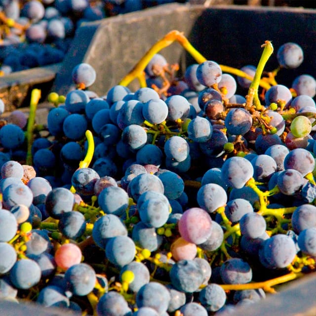 Malaga: White Village, Vineyard, and Wine Tasting Wine Tour - Walking among the vines