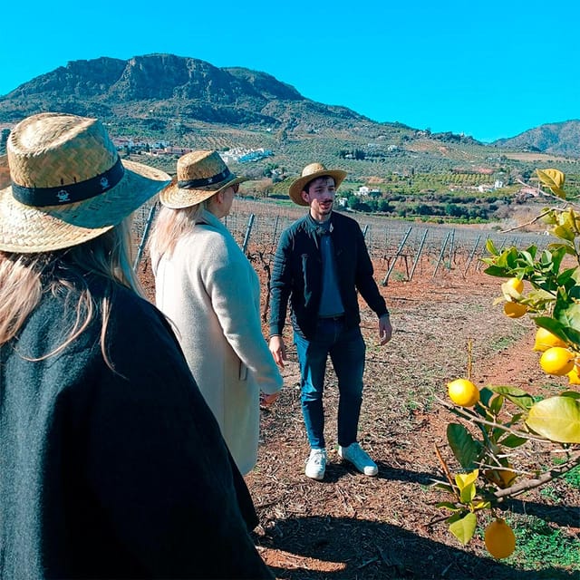 Malaga: White Village, Vineyard, and Wine Tasting Wine Tour - Four wines and a generous table at Bodegas Pérez Hidalgo