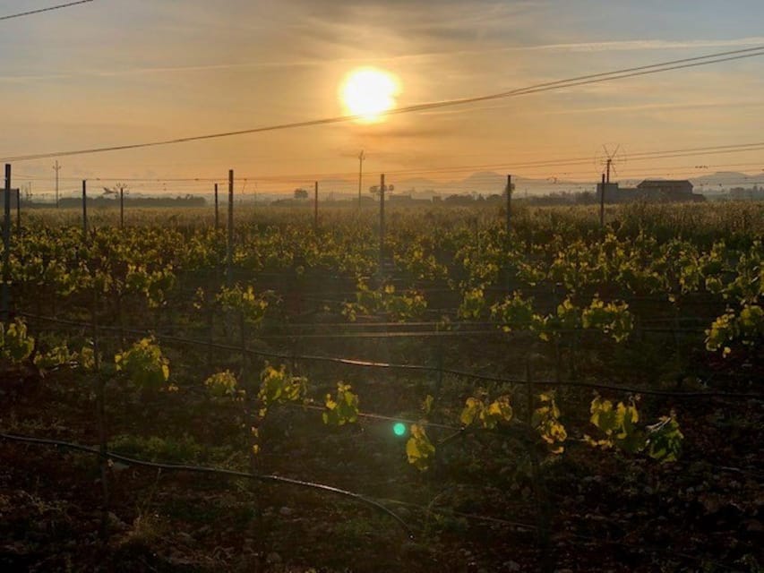 Mallorca: Bodega Butxet Vineyards & Winery Tour with Tasting - What makes the $26 price worthwhile