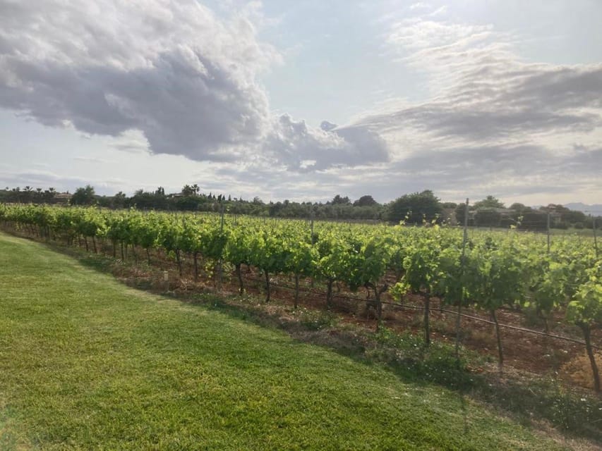 Mallorca: Bodega Butxet Vineyards & Winery Tour with Tasting - Who should book this winery visit?