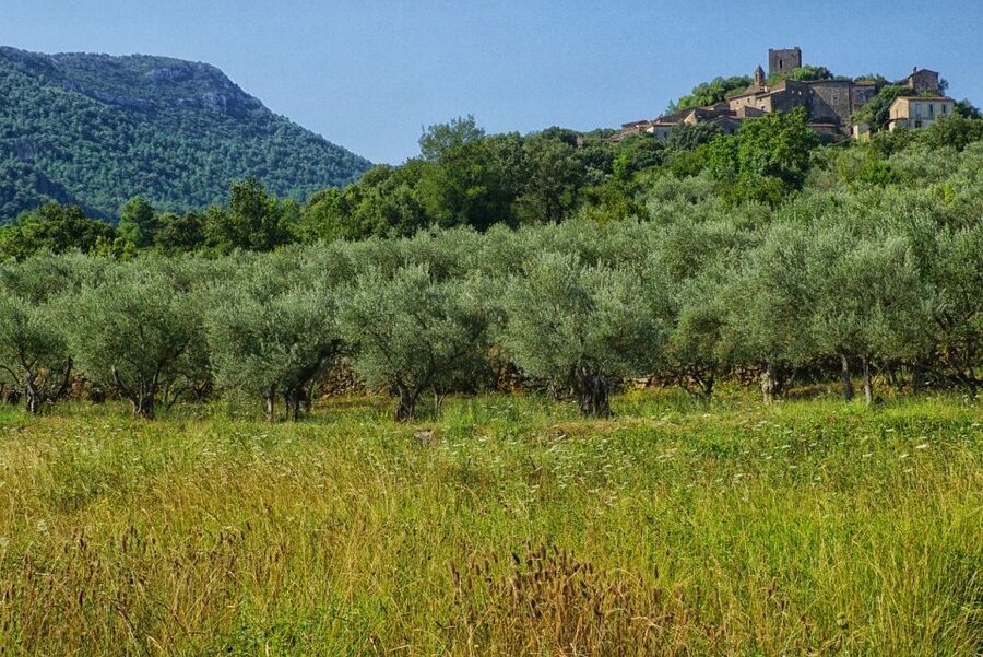 Mallorca: Premium Wine Experience, Tasting and Fine Foods - Reaching the Winery from Palma or Alcudia