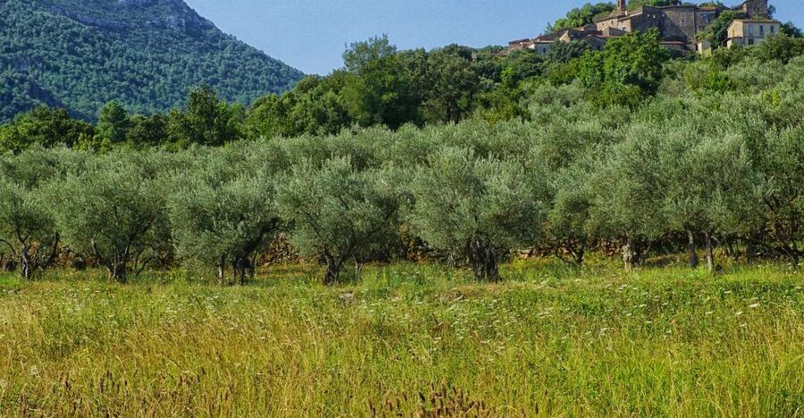 Mallorca: Premium Wine Experience, Tasting and Fine Foods - The Wooden Barrel Cellar