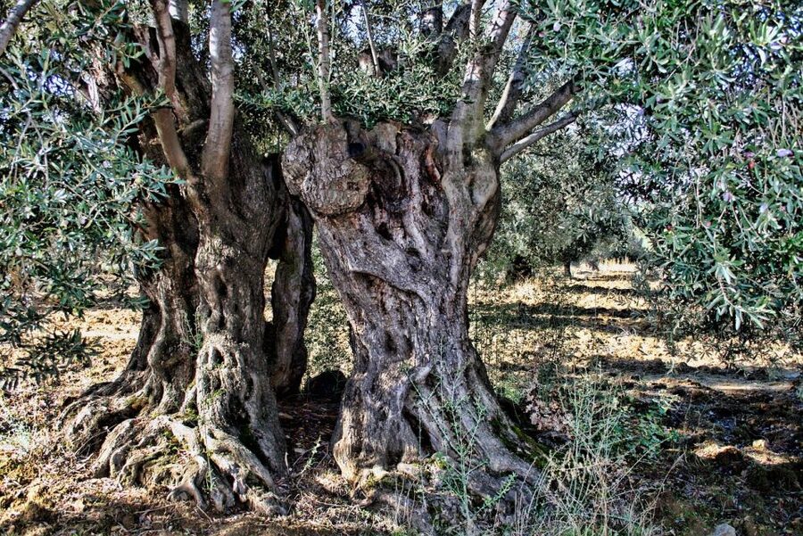 Mallorca: Premium Wine Experience, Tasting and Fine Foods - Six Wines and a Table of Mallorcan Food