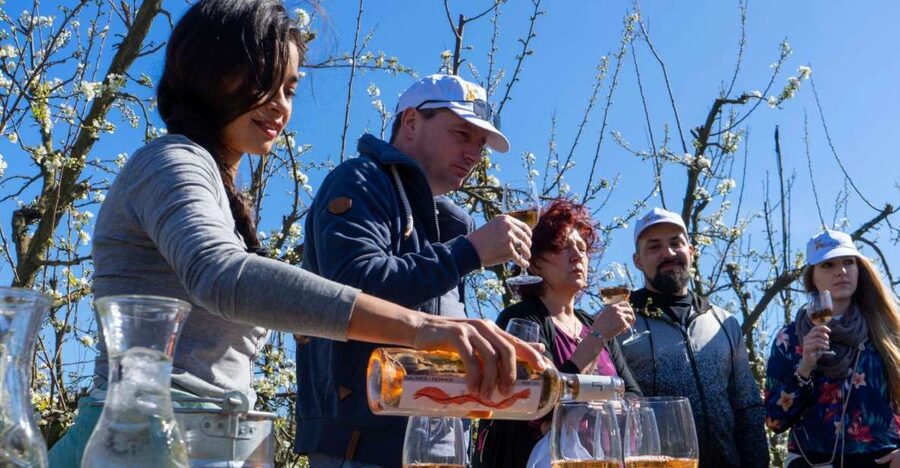 Mallorcas Emblematic Wineries Small Group Tour, two wineries - Key points before you book