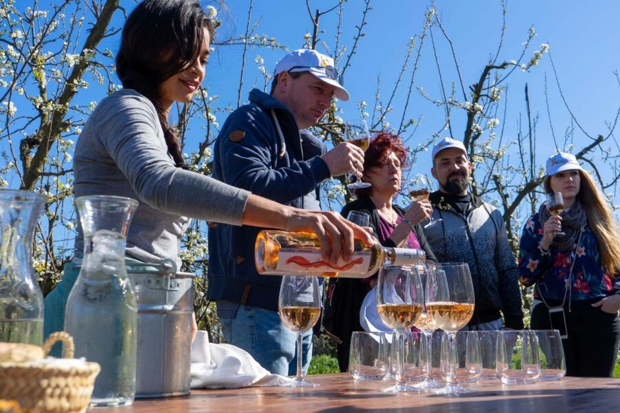 Mallorcas Emblematic Wineries Small Group Tour, two wineries - The guides can shape the whole experience