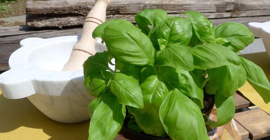 Manarola: Pesto Making Class with Tasting and Wine - Why this short class works in Manarola