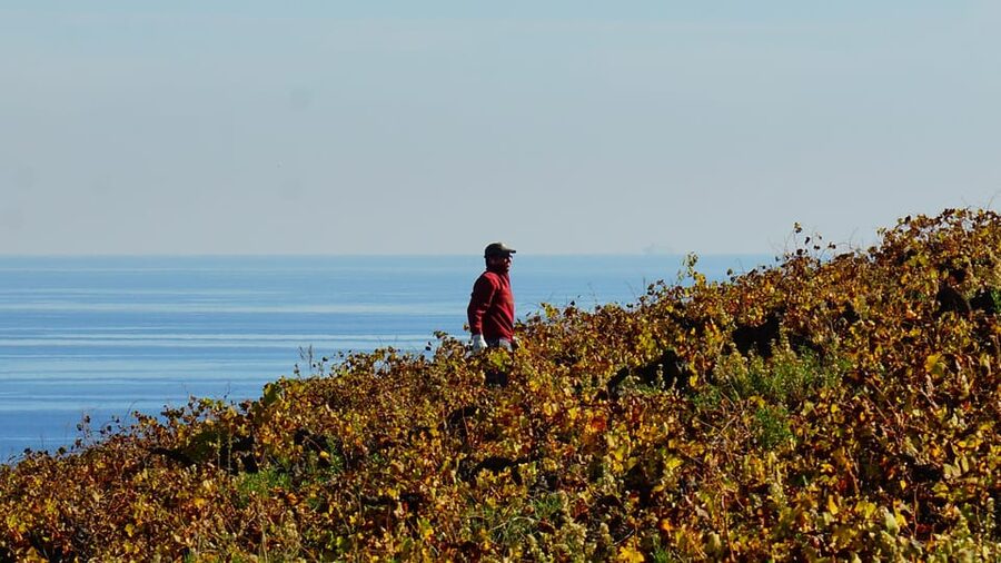 Manilva: Nilva Vineyard, Wine Tasting & Tapas Guided Tour - Wine, tapas, and the view toward Africa
