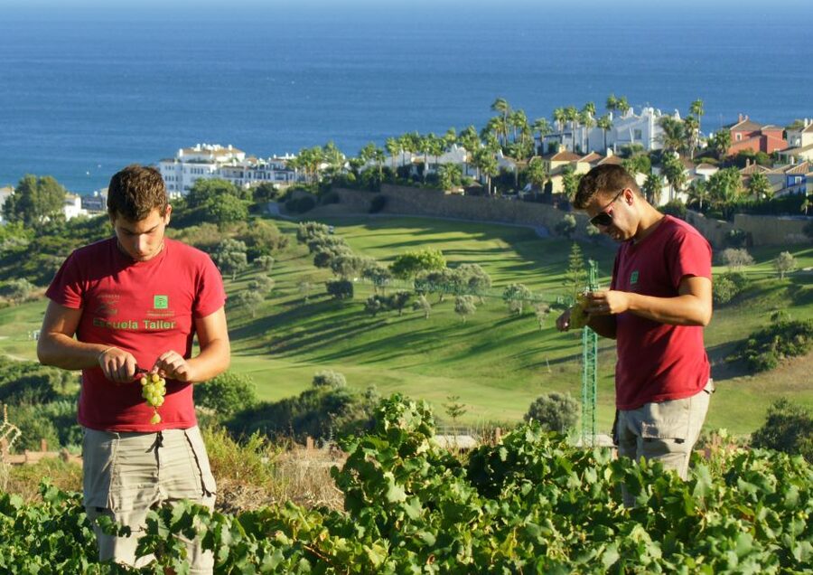 Manilva: Nilva Vineyard, Wine Tasting & Tapas Guided Tour - CIVIMA explains Manilva’s wine story