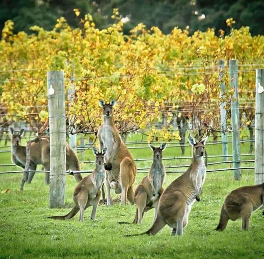 Margaret River: Full-Day Wine Tour - Why this tour works for a full day in Margaret River