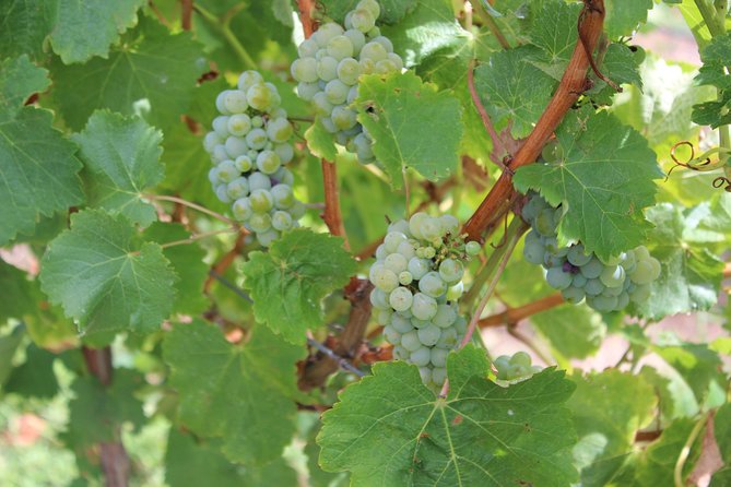 Margaret River Small-Group Full-Day Wine & Food Tour - Woody Nook combines lunch and a third tasting