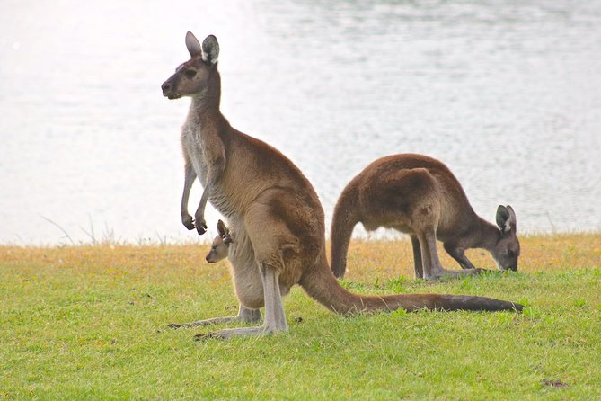 Margaret River Wine and Sights Discovery Tour from Busselton or Dunsborough - Yallingup Hills and the search for kangaroos
