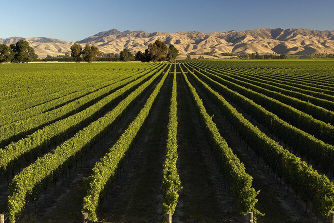 Marlborough Afternoon Wine Tour with Tastings - Why this half-day outing works well