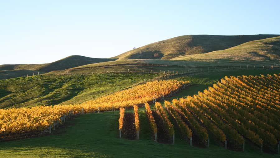 Marlborough: Full-Day Wine and Seafood Tour with Cruise - Two wineries, two chances to compare Marlborough wine