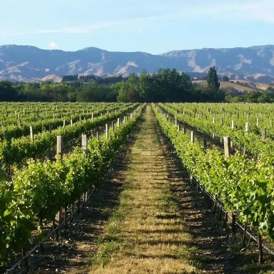 Marlborough Full Day Wine Tour - A comfortable start from Blenheim