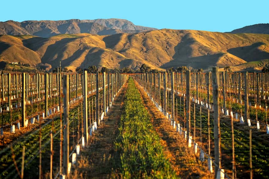 Marlborough Half Day Wine Tour From Blenheim 1.30pm - What the tastings are like