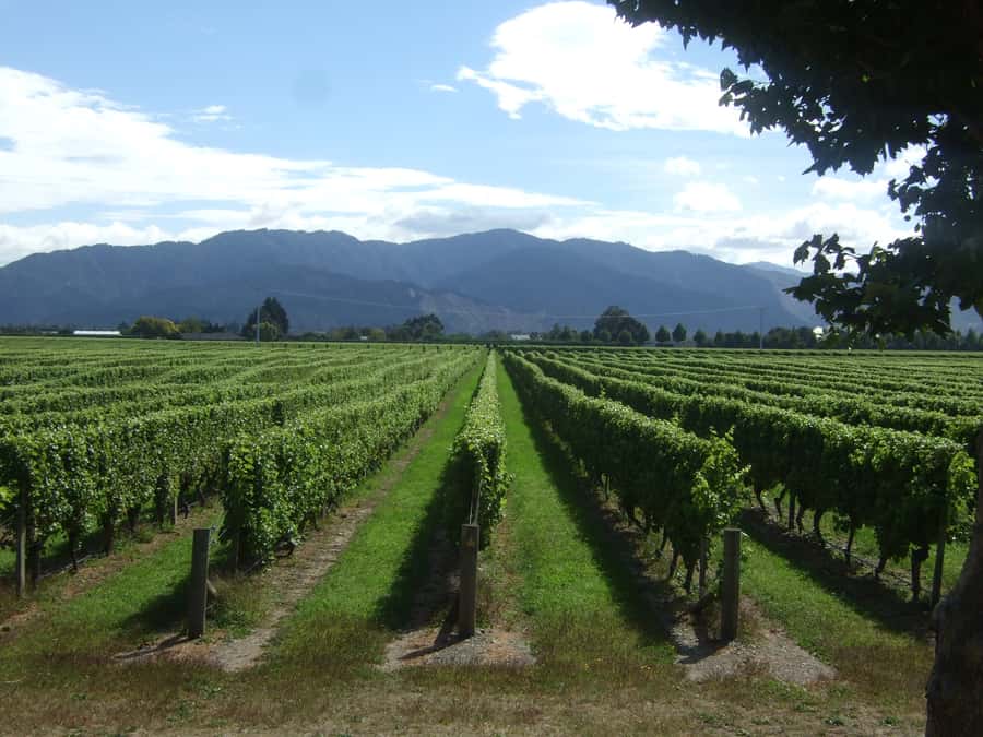 Marlborough Half-Day Wine Tour from Blenheim - Why Marlborough works so well in half a day