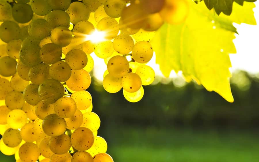 Marlborough Half-Day Wine Tour from Blenheim - Meeting guides who know Marlborough wine