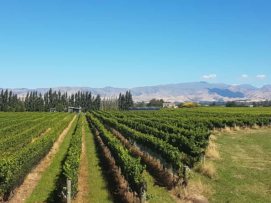 Marlborough: Half Guided and Half Self-Guided Bike Wine Tour - Who should book this experience