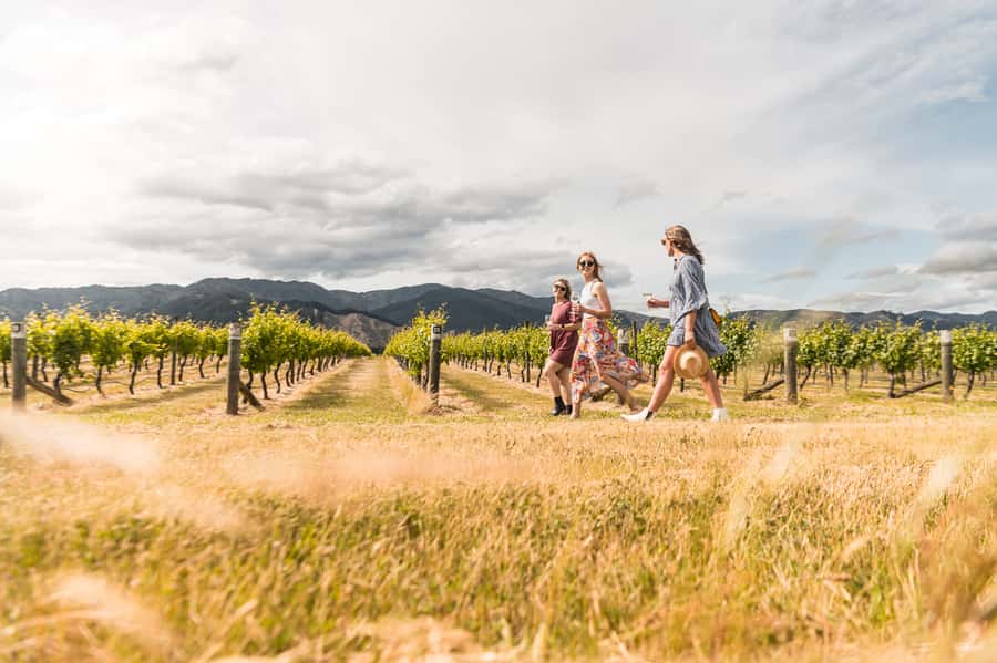 Marlborough: Wineries Visit and Tasting Session - The five things to know before you book