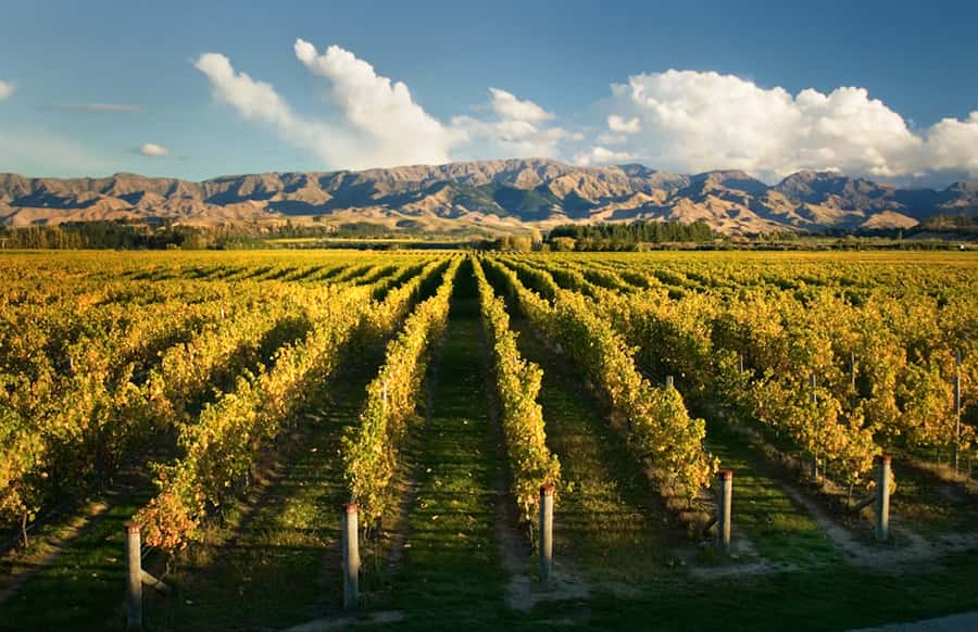 Marlborough: Wineries Visit and Tasting Session - Why a half-day works well in Marlborough