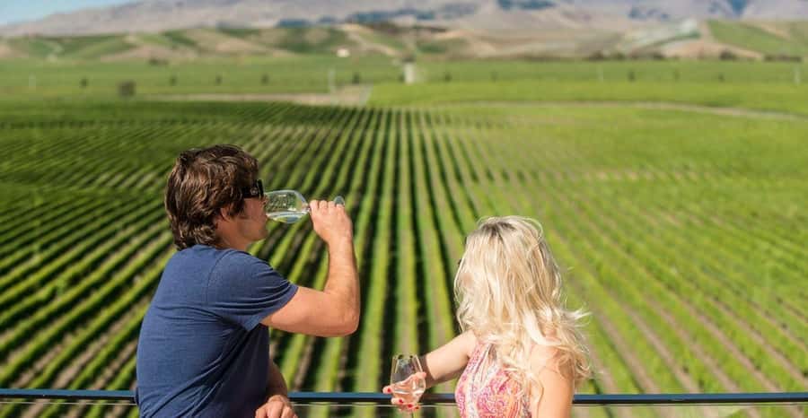 Marlborough: Wineries Visit and Tasting Session - Is $104 good value?