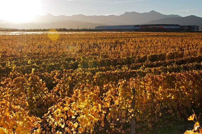 Marlborough Winery Tour - A Day of Cuisine & Wine 6hrs - Small details that can make the day easier