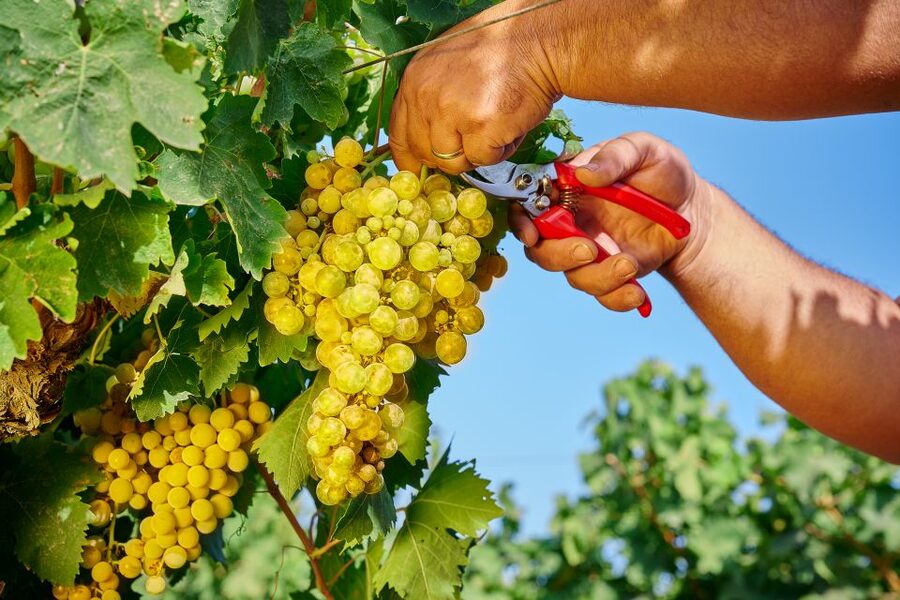 Marsala: Florio Winery Tour with Food-Paired Wine Tastings - The Florio family story and the making of Marsala