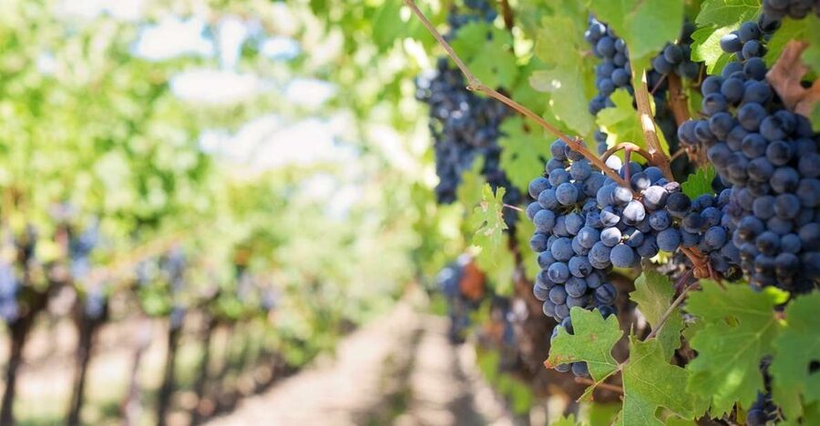 Martina Franca: Taste Wine & Local Specialities - Learning how Apulian wine reaches the bottle