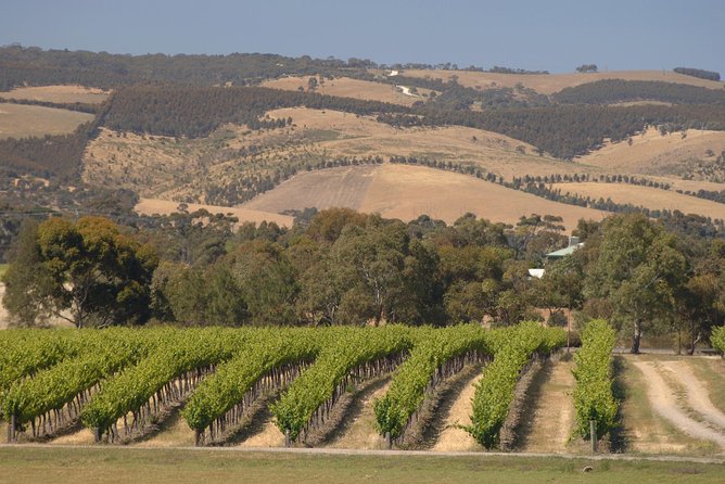 McLaren Vale and Glenelg Wine Tasting and Sightseeing (Half-day Afternoon) - What the guides add to the day