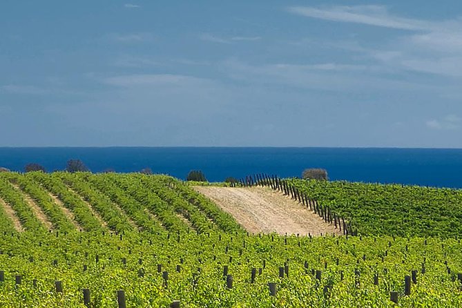 McLaren Vale Winery Small Group Tour with Wine Tasting and Lunch - Why McLaren Vale suits a tasting day