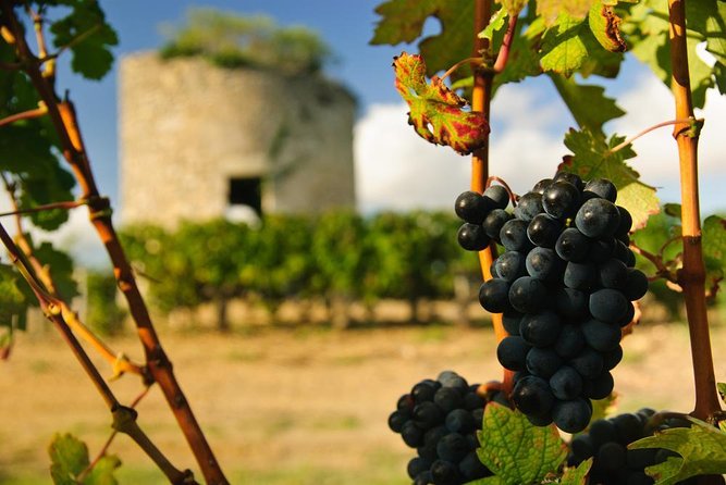 Médoc Region Half-Day Wine Tour with Winery Visit & Tastings from Bordeaux - Key points at a glance