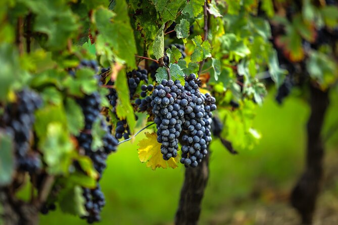 Médoc Region Half-Day Wine Tour with Winery Visit & Tastings from Bordeaux - First château: learn how Médoc wine is made