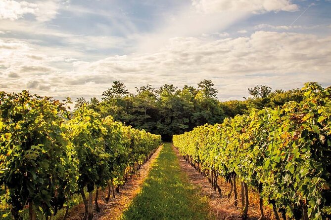Médoc Region Half-Day Wine Tour with Winery Visit & Tastings from Bordeaux - The Route des Châteaux and the famous names