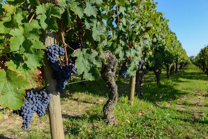 Medoc Region Wine Day Trip with Vineyard Visits & Tastings from Bordeaux - Price, food, and what the $266 cost covers