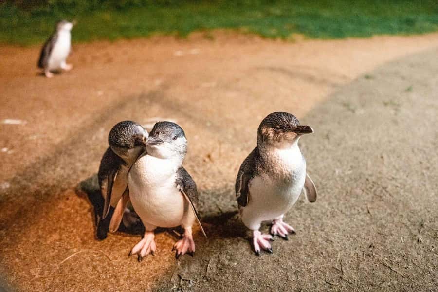 Melbourne: Boutique Phillip Island Wine, Dine & Penguin Tour - The quick take