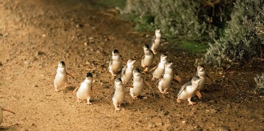 Melbourne: Boutique Phillip Island Wine, Dine & Penguin Tour - The Penguin Parade deserves the late finish
