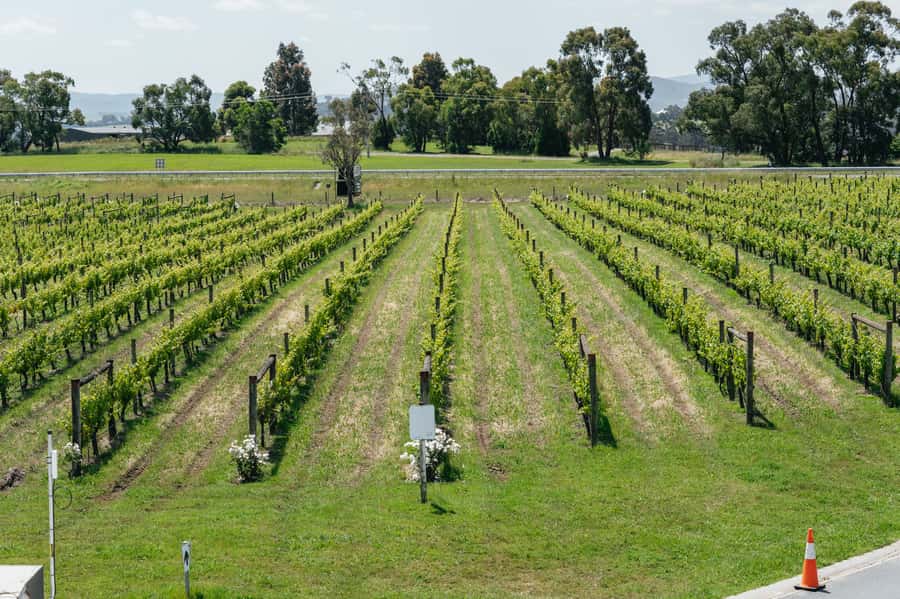 Melbourne: Full-Day Yarra Valley Wine Experience with Lunch - What the wine tasting is really like