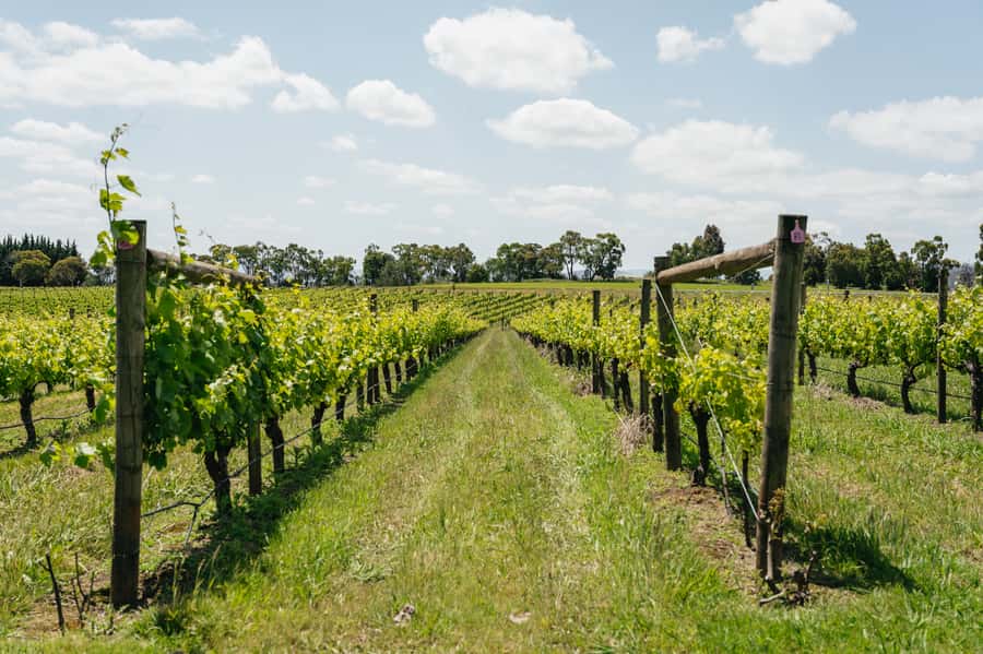 Melbourne: Full-Day Yarra Valley Wine Experience with Lunch - Greenstone begins with a proper tasting lesson
