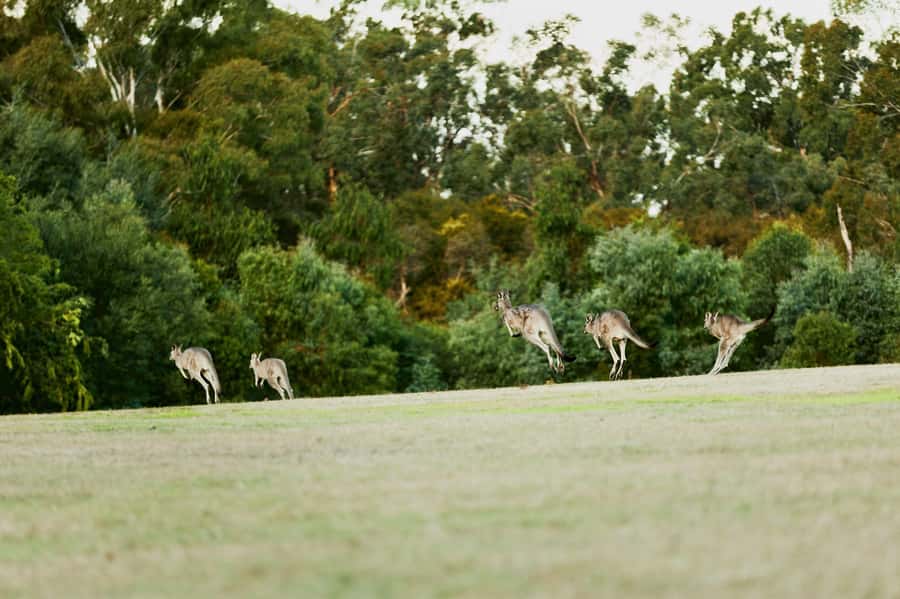 Melbourne: Yarra Valley Wine Bubbles & Kangaroos Tour - Why this Yarra Valley day works so well