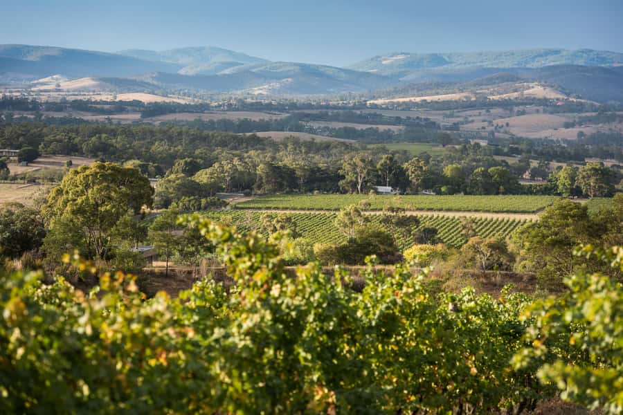 Melbourne: Yarra Valley Wine Bubbles & Kangaroos Tour - Yarra Valley Dairy and the art of slowing down