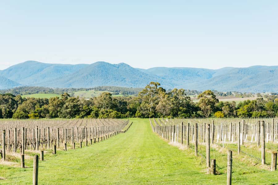 Melbourne: Yarra Valley Wine, Cider, Gin, Beer, & Choc Tour - Yarrawood Estate and the ride back