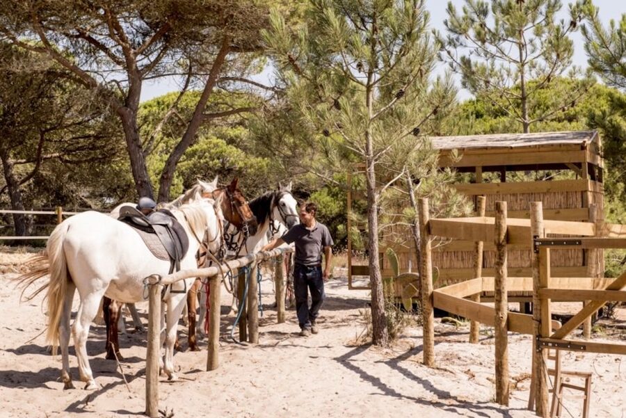 Melides: Horse Riding on the Beach with Wine Tasting - Leaving the pine forest for the Atlantic