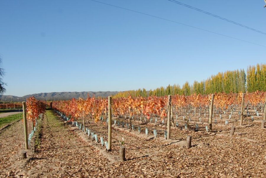 Mendoza: Full Day Wine Tour with 3 Course Lunch - Lunch among the vineyards