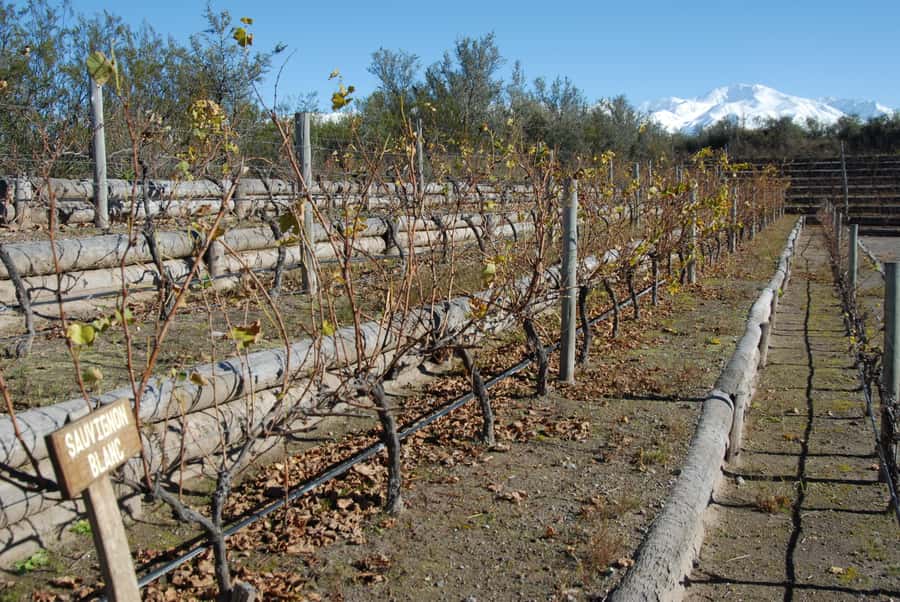 Mendoza: Full Day Wine Tour with 3 Course Lunch - The value of the $153 price