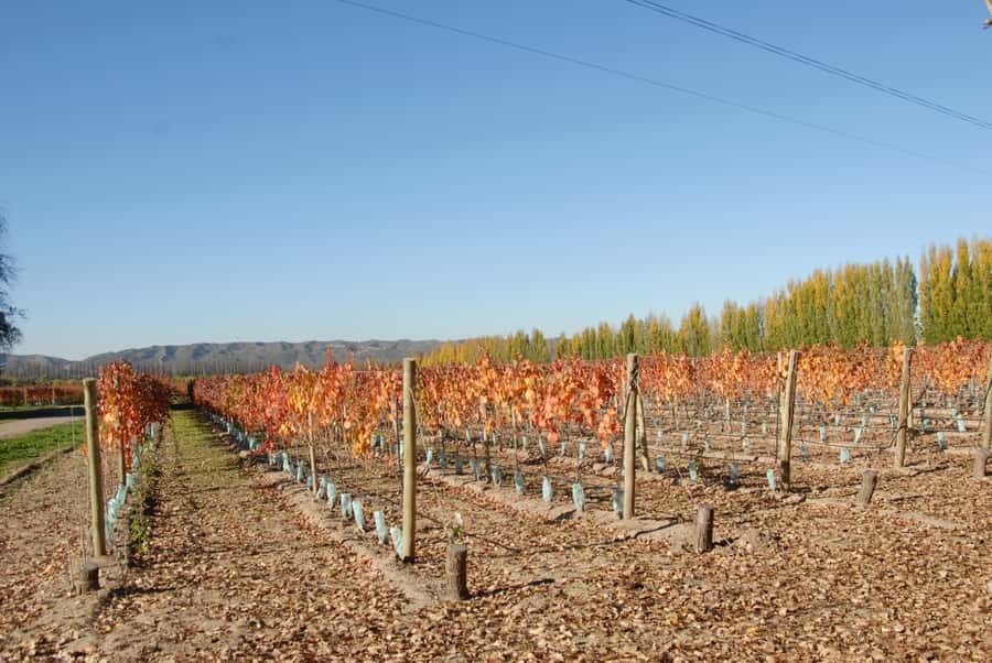 Mendoza: Full Day Wine Tour with 3 Course Lunch - Choosing between Maipú, Luján de Cuyo, and Valle de Uco