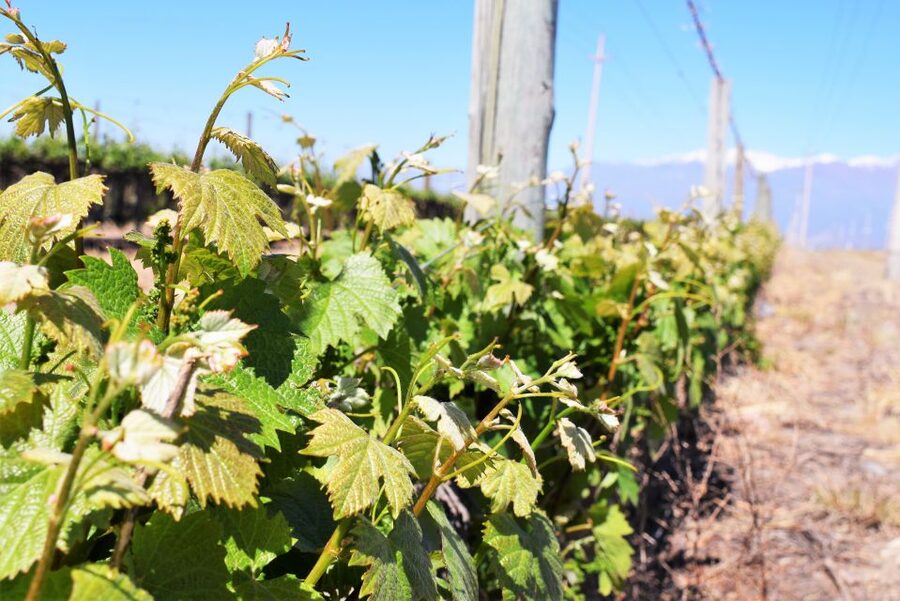 Mendoza: Half-Day Wine Tour with Tastings - Tips for making the day better